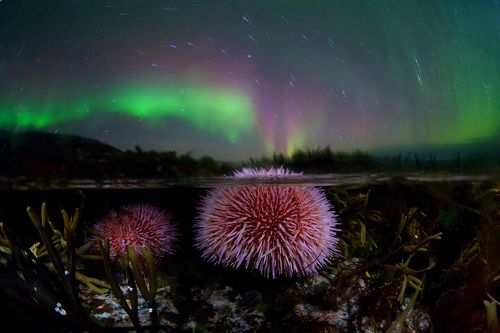 Извержение морского ежа :) 