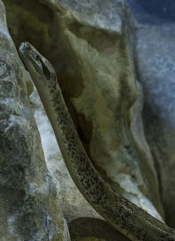 Boa constrictorphoto preview