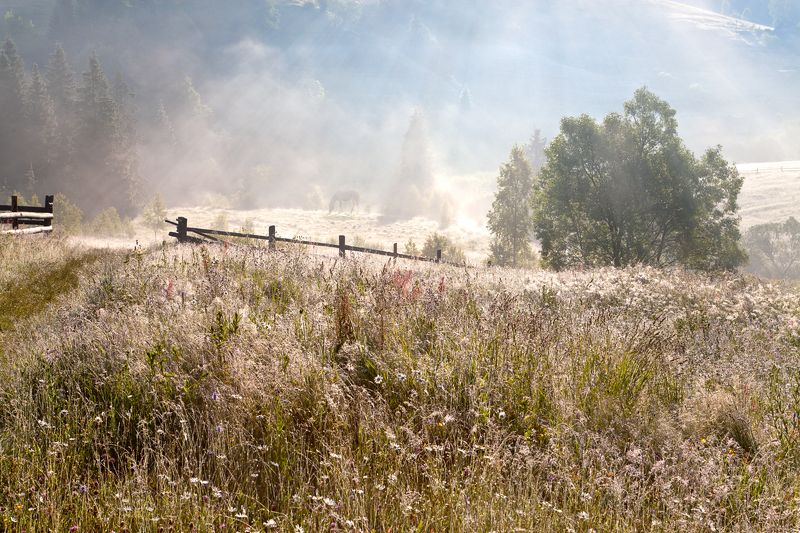 Так звенит в лугах роса...photo preview