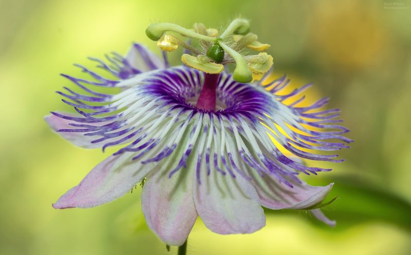 макро, растения, цветы, природа, пассифлора, страстоцвет, macro, plants, flowers, nature, passionflower passionflowerphoto preview