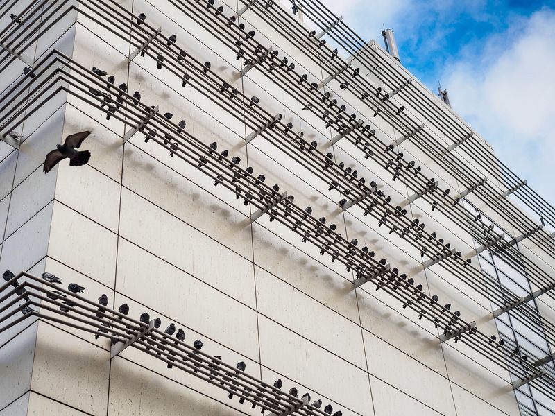 Сизари на нотном стане.photo preview