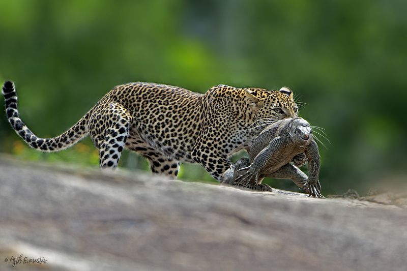 Leopard, Monitor Lizard, Srilanka, Yala, Hunting Leopard hunting Monitor Lizardphoto preview