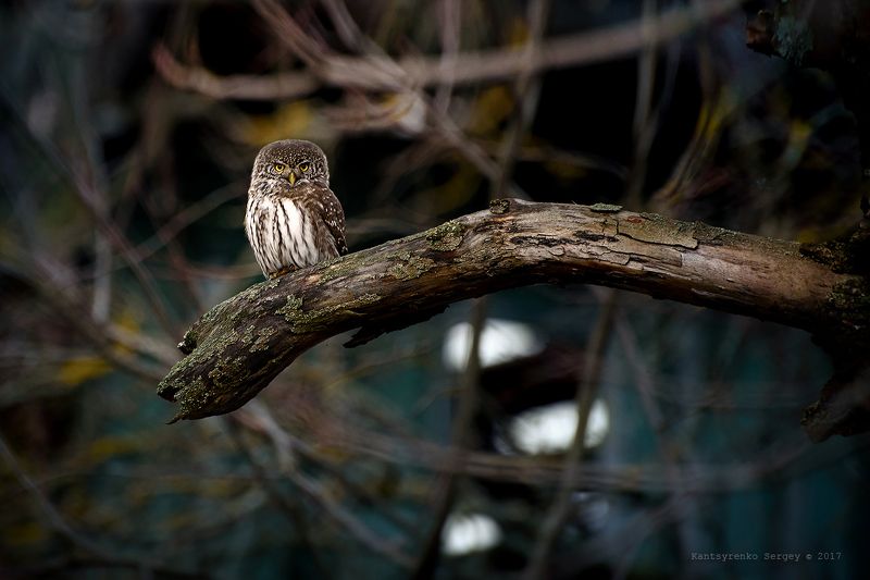 сыч воробей, чернобыльская зона, фотоохота, речка уж Воробьиный сычикphoto preview