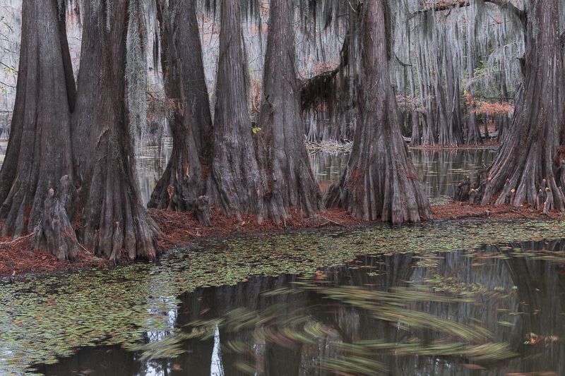сша, америка, кипарис, болото, осень Омутphoto preview