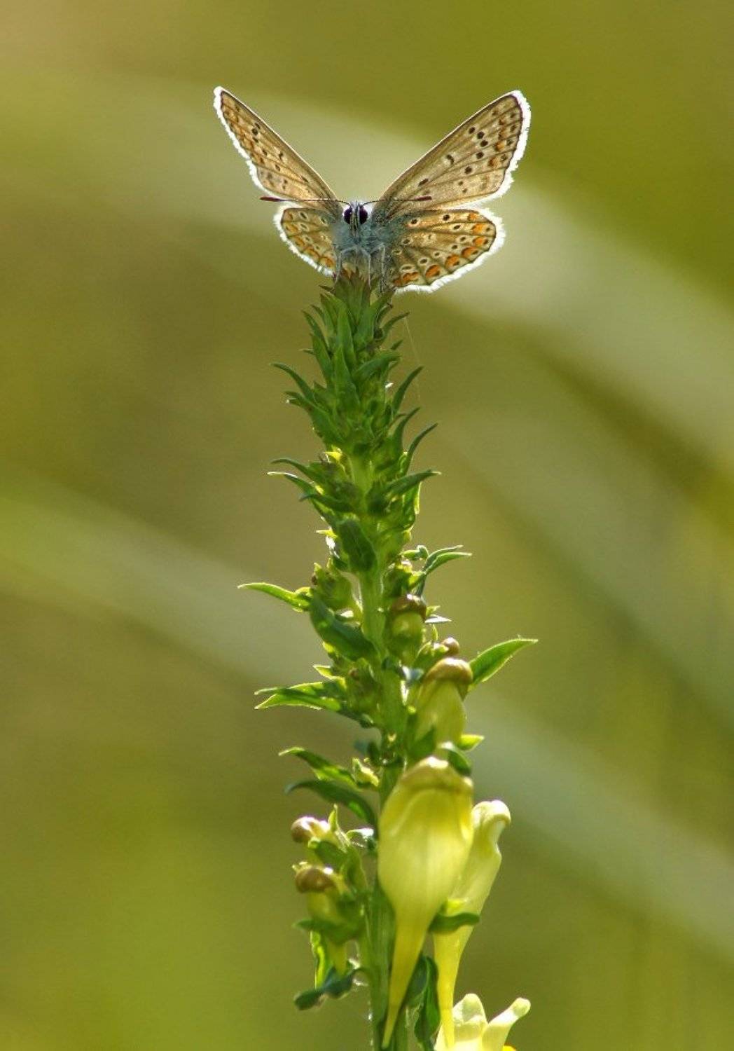 , Чепленко Алексей
