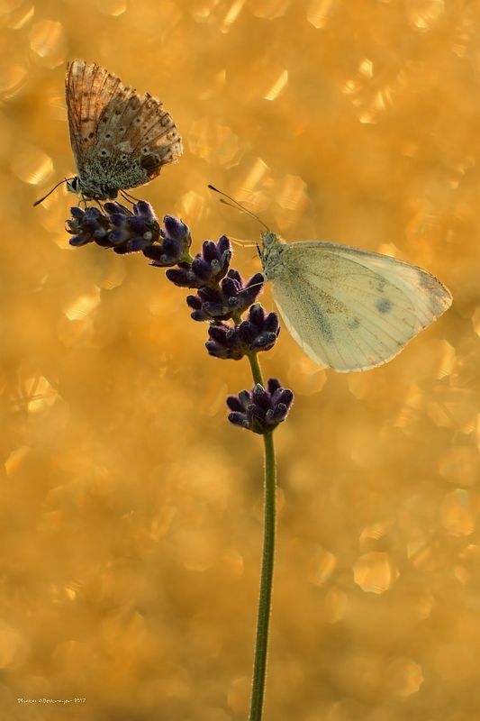 macro, nature, butterfly High Noon Iphoto preview