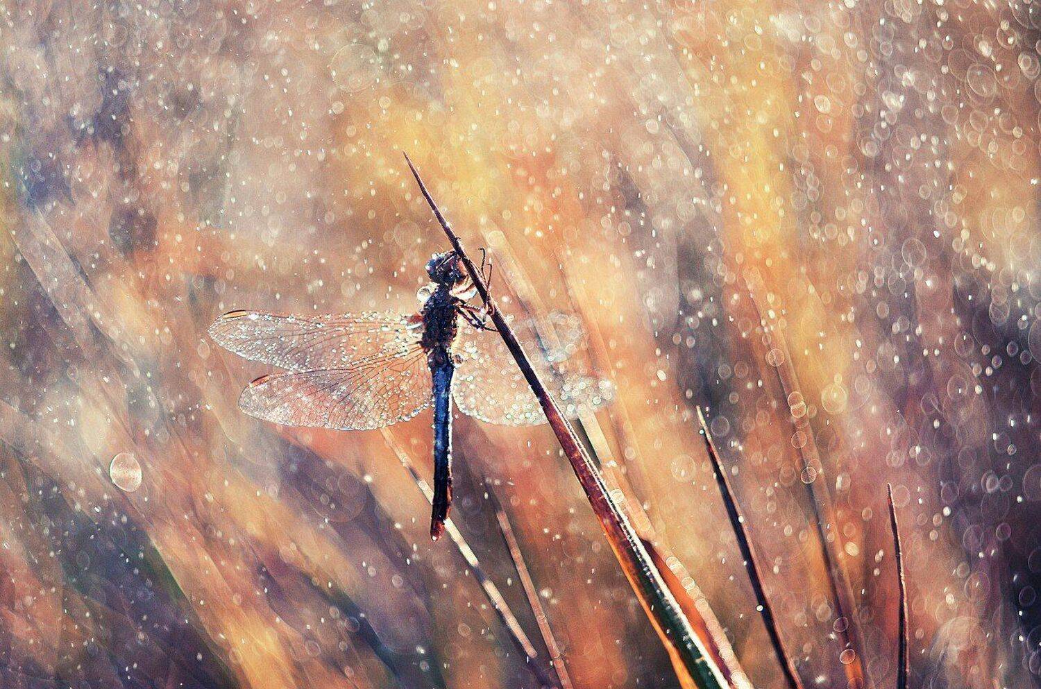 Летним утром. Автор: Лапшина Владлена макро, природа, стрекоза, цвета, лето, тепло, Лапшина Владлена