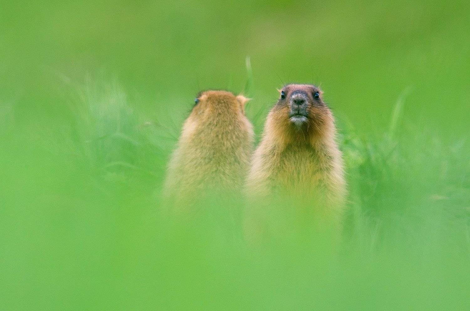 Чёткий пацан, нечёткий пацан. Автор: Evgeny Melnikov , Evgeny Melnikov