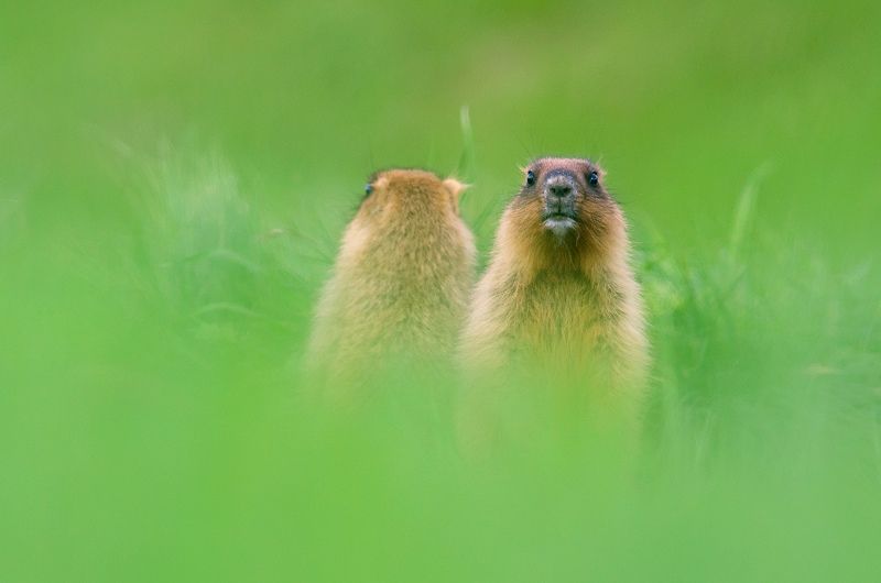 Чёткий пацан, нечёткий пацанphoto preview