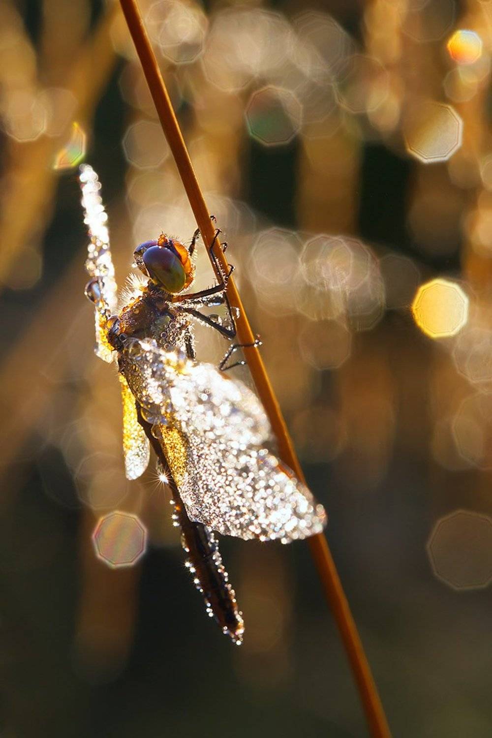 В золотом боке. Автор: Елена Соловьёва стрекоза, насекомое, утро, макро, природа, роса, Елена Соловьёва
