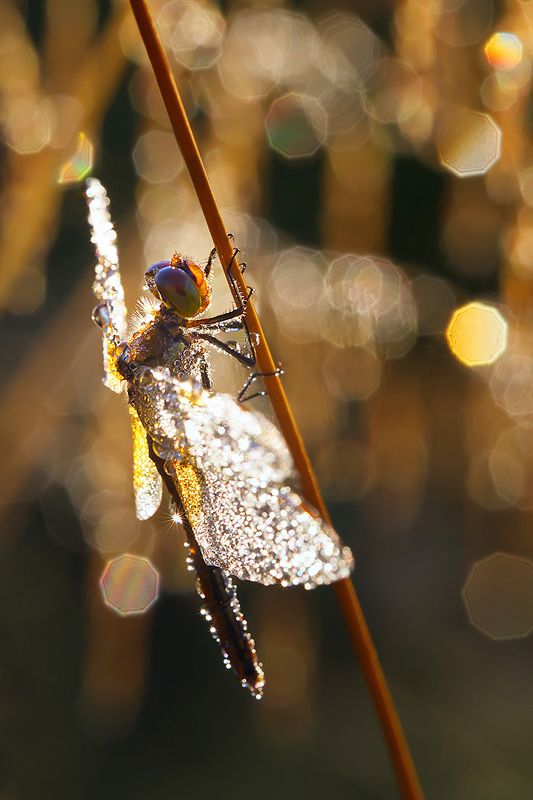 стрекоза, насекомое, утро, макро, природа, роса В золотом бокеphoto preview