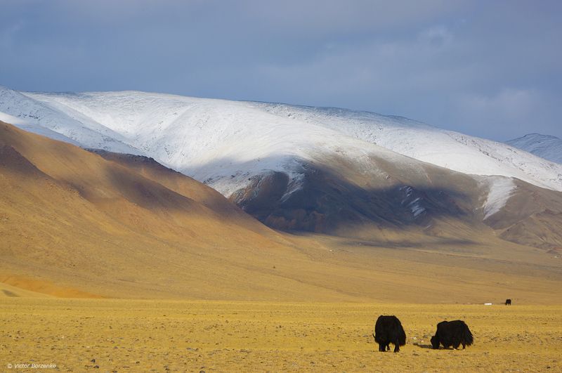 На просторах Монгольского Алтаяphoto preview