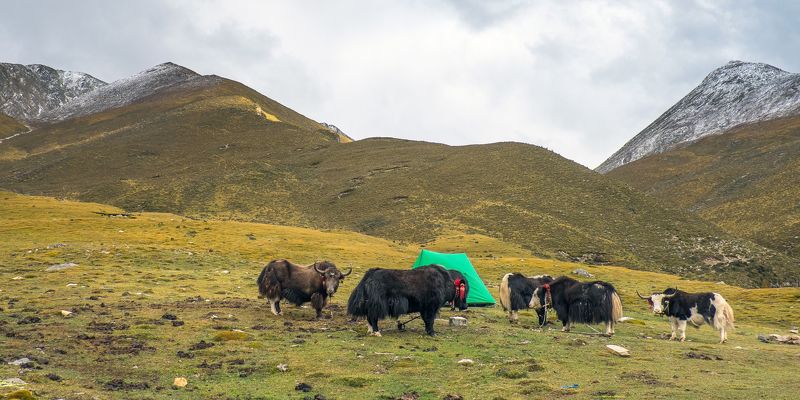 Tibet China Tibet 2014photo preview