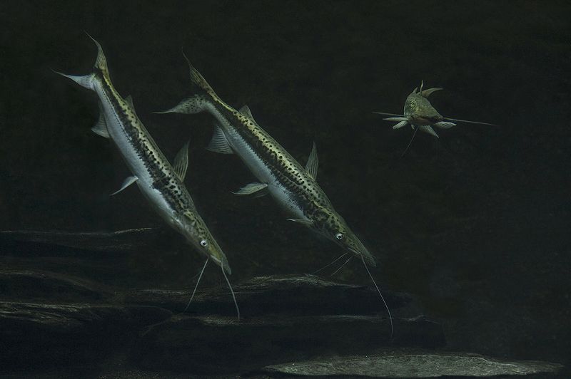 Leopard Catfishphoto preview