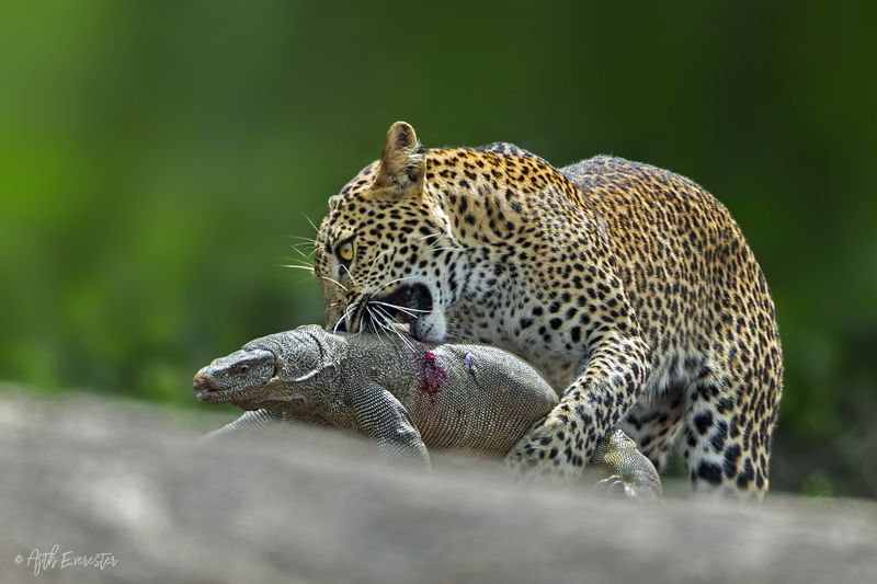 leopard, monitor lizard, srilanka, hunting Srilankan Leopard hunting Monitor Lizardphoto preview