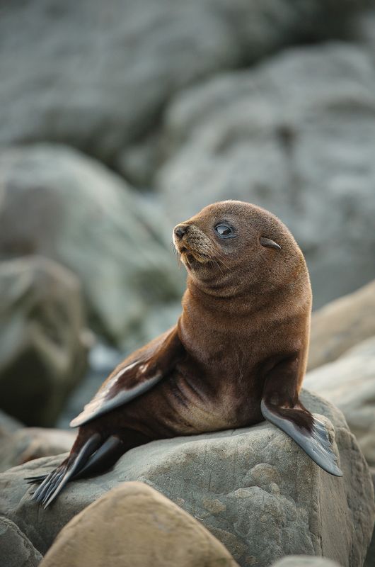 новая зеландия, морской котик, море, океан, путешествие, закат, камни, берег Ну ты фоткаешь?photo preview