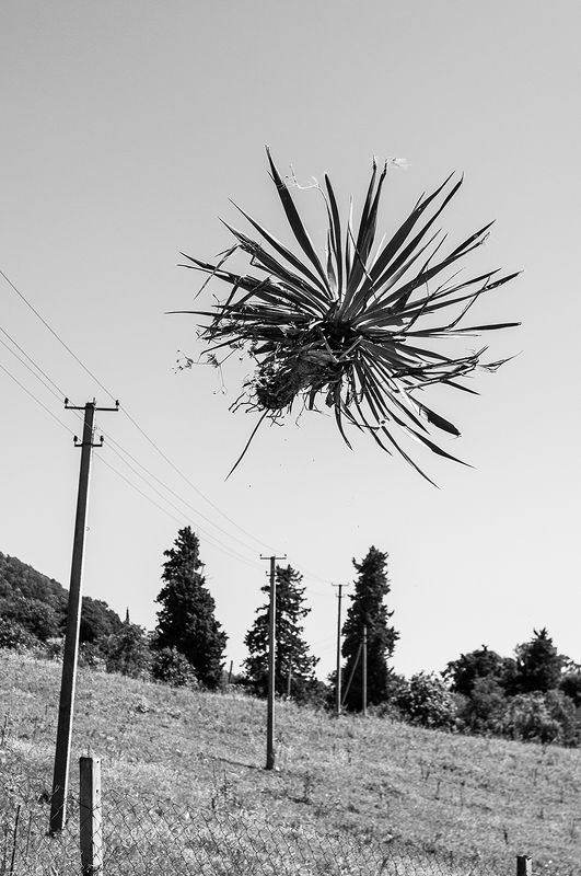 PLANTS 1.0photo preview