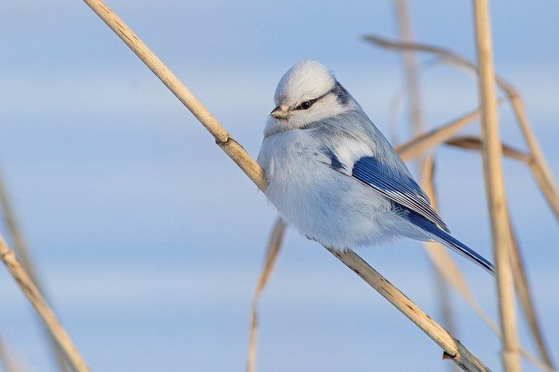 Белая лазоревкаphoto preview