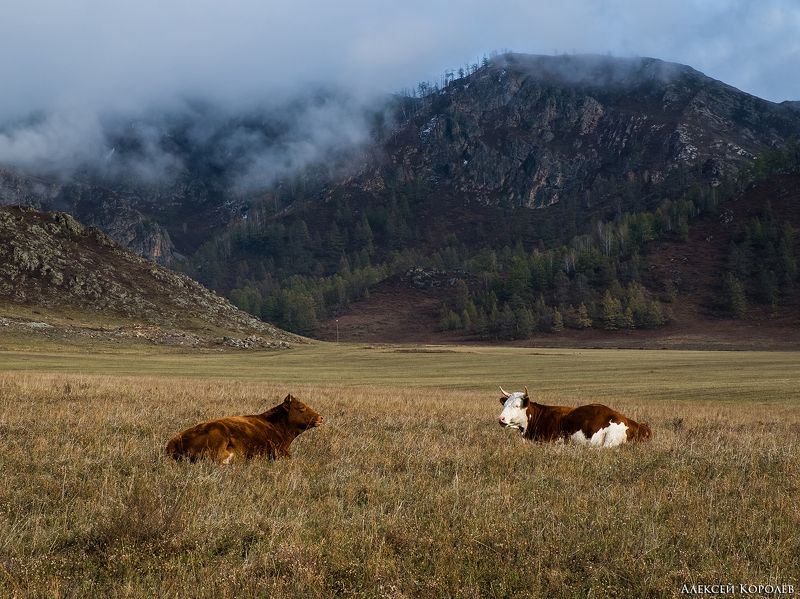 алтай, сибирь, россия, осень, природа, степь, горы, коровы, животные, altai, siberia, russia, autumn, nature, steppe, mountains, cows, animals На горном пастбище 2photo preview