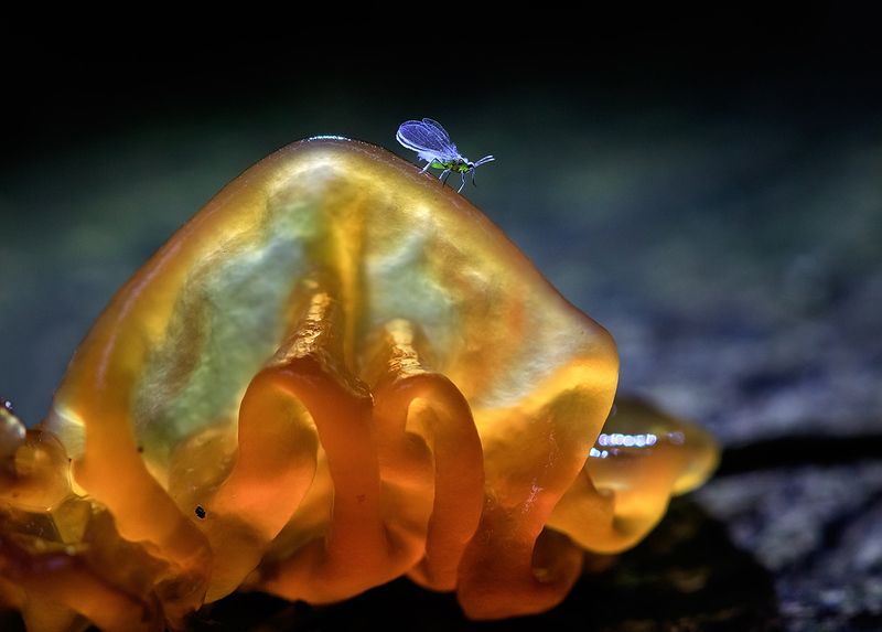 Хозяйка янтарной горыphoto preview