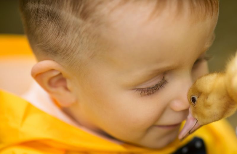 Ребенок, мальчик, утенок, нежность photo preview