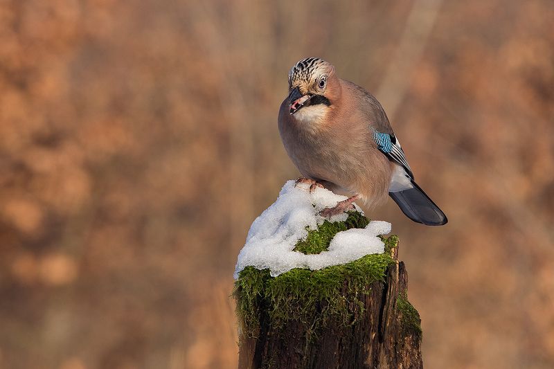 Сойкаphoto preview