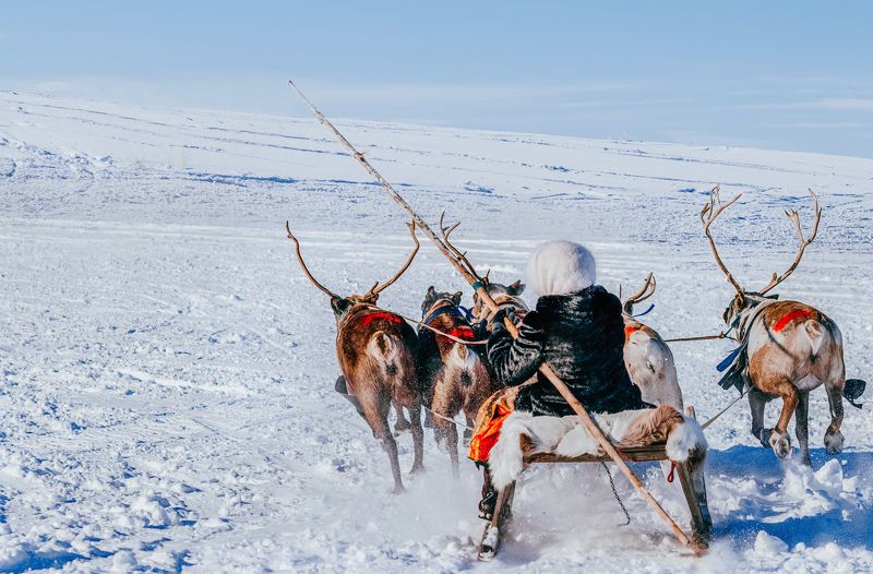 ямал , олени, природа, салехард , гонки, ямал , народы севера \