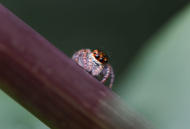 Глазастик...photo preview