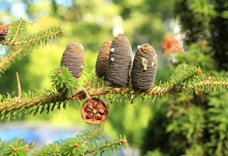 природа, хвойные,  шишки, Шишечкиphoto preview