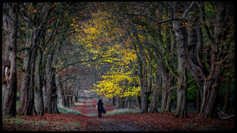 лес, осень,ходить Осень в моем районеphoto preview