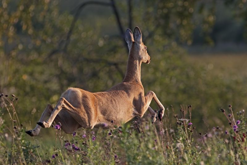 Было лето.photo preview