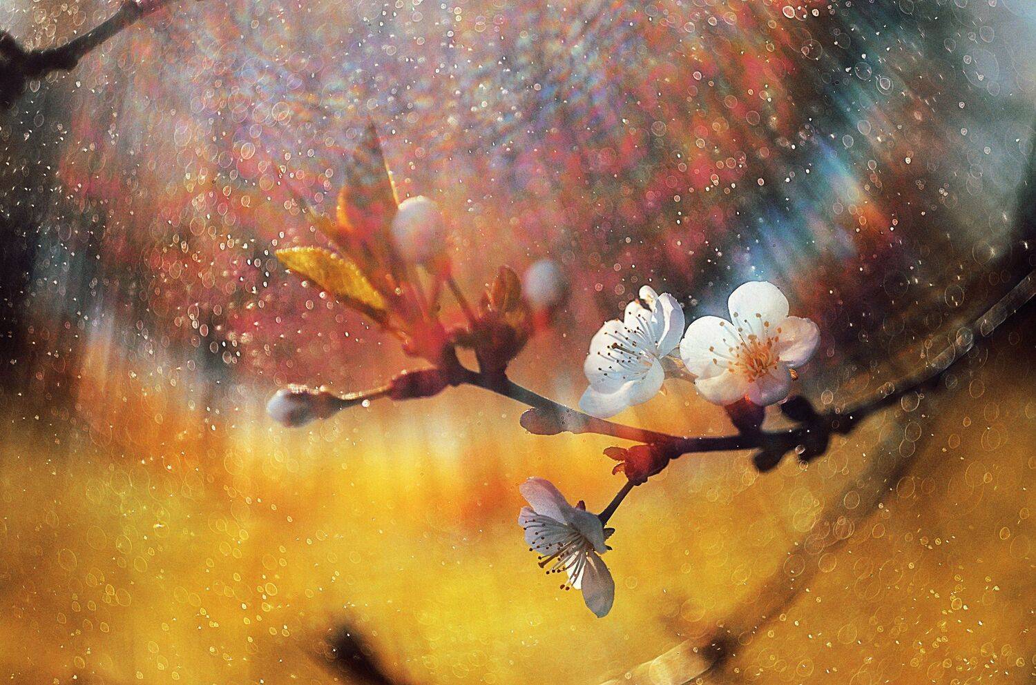 весеннее настроение. Автор: Лапшина Владлена , Лапшина Владлена