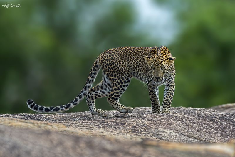 leopard, srilanka, yala, wildlife, bigcat Srilankan Leopardphoto preview
