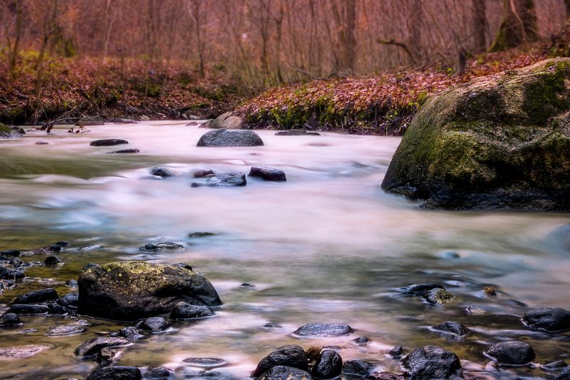 Dzikuskaphoto preview