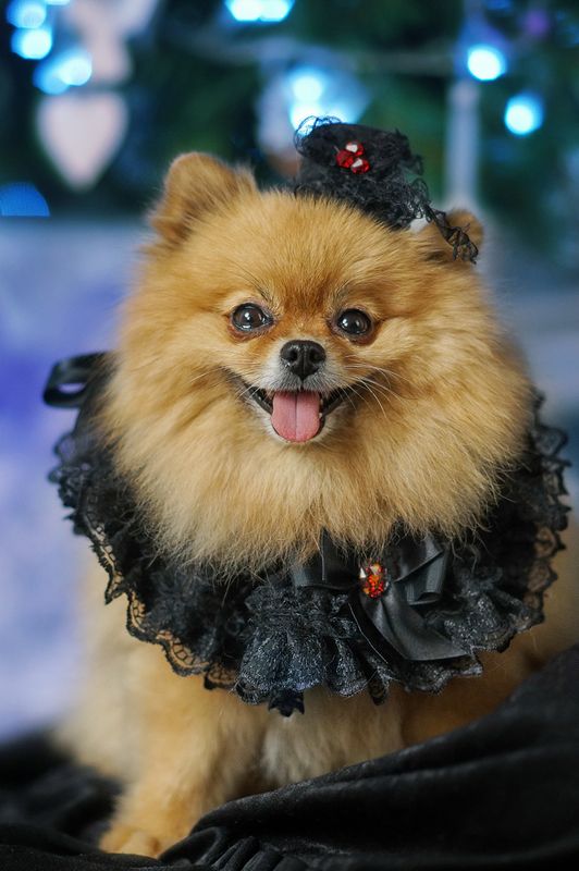 Крошка Жу.photo preview