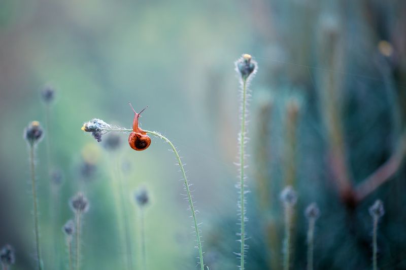 snail,macro,nature,beautiful,wild,bokeh,snails,fairy,faerie Snailphoto preview