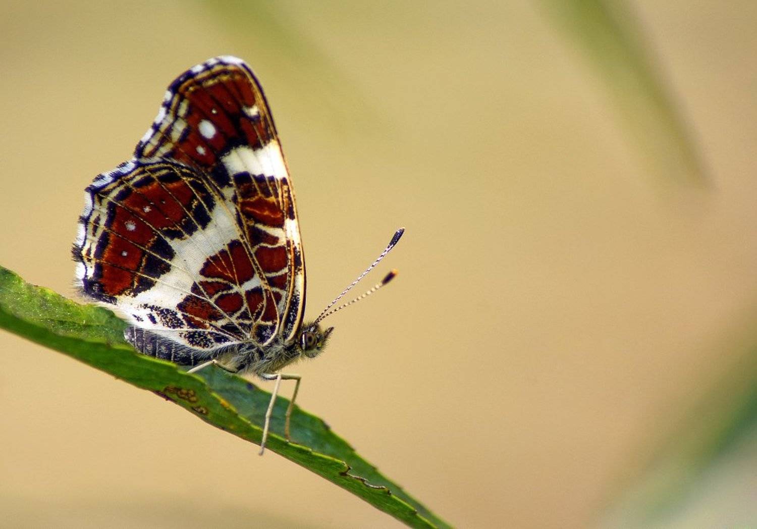 пестрокрыльница изменчивая, Чепленко Алексей