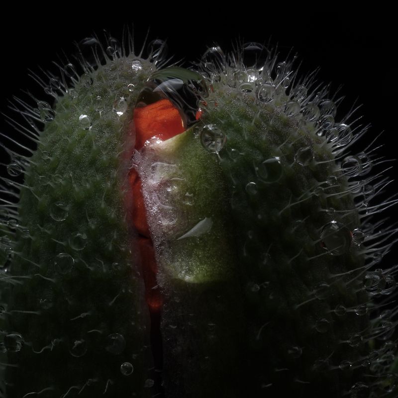 Рождениеphoto preview