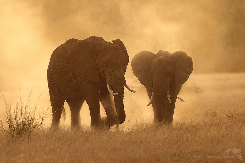 sloni sloniphoto preview