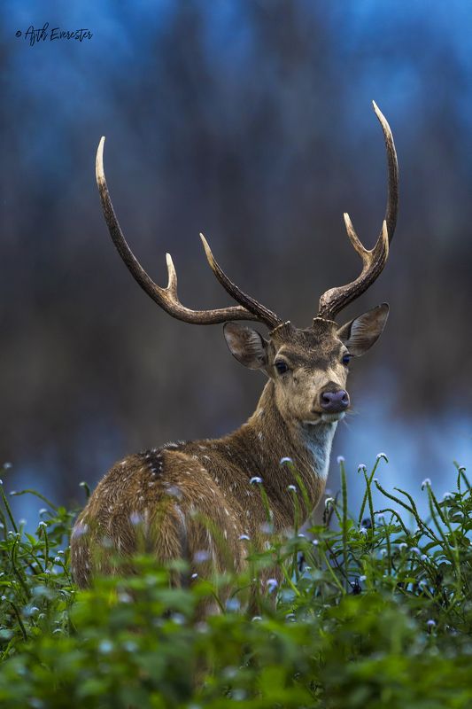 Deer, spotted, srilanka, yala, Nikon, dawn, robin hood Spotted Deerphoto preview