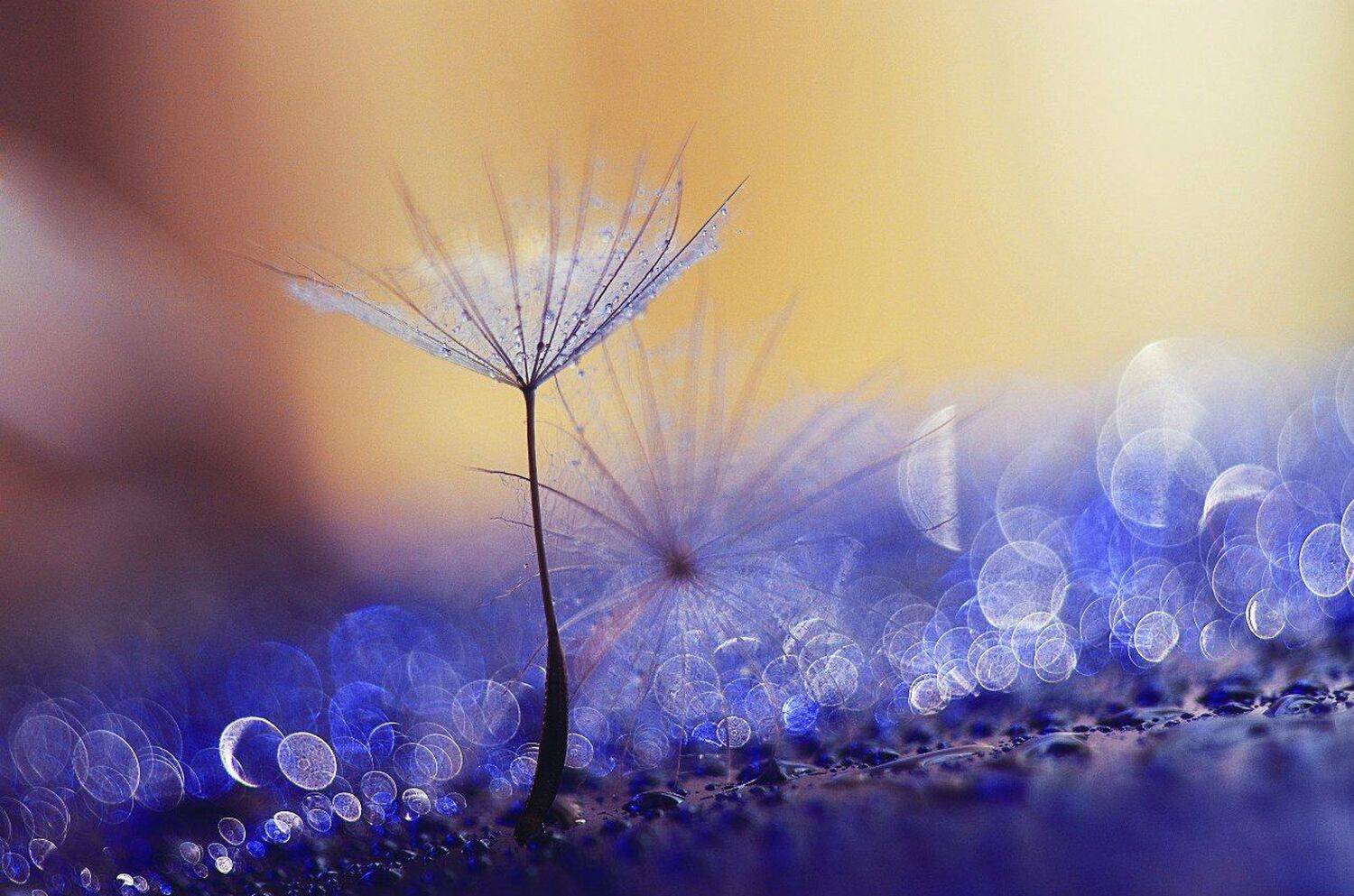 Балерина. Автор: Лапшина Владлена макро, красиво, одуванчик, синий, желтый, цвет, Лапшина Владлена