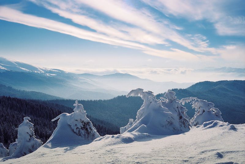 Ялинки фото превью