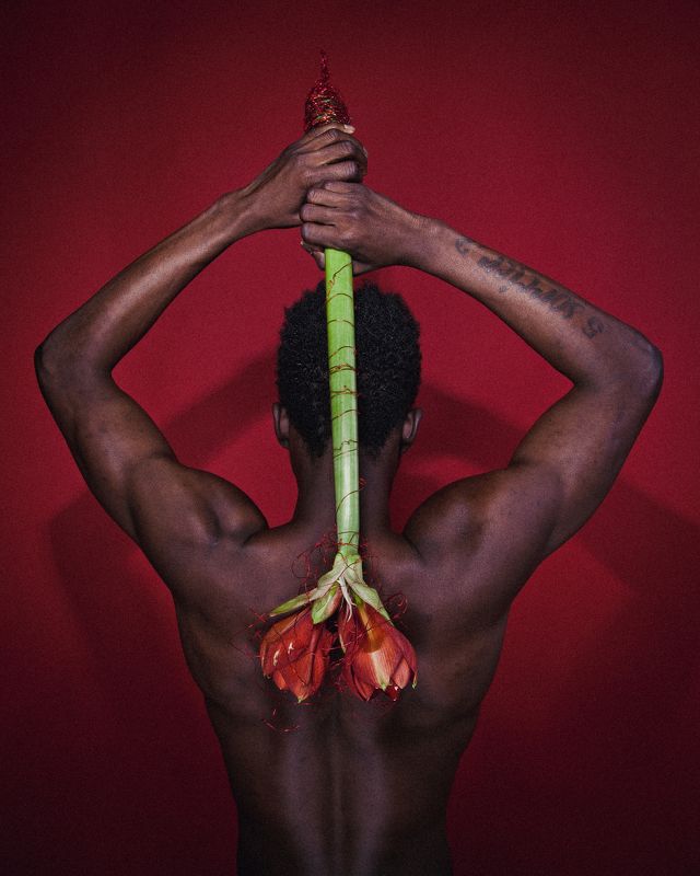 flower, red, portrait,  ***photo preview