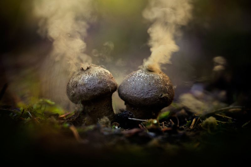 mushrooms,lycoperdon perlatum,mushroom,spores,nature,forest,wild,fairy,beautiful, Lycoperdon perlatumphoto preview