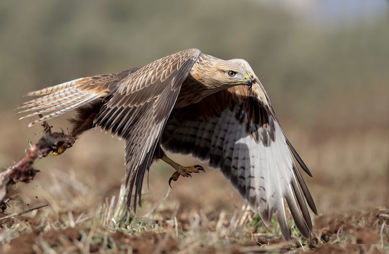 Воруем понемногуphoto preview