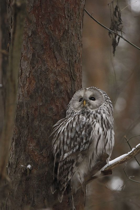 птицы длиннохвостая неясыть Длиннохвостая неясытьphoto preview