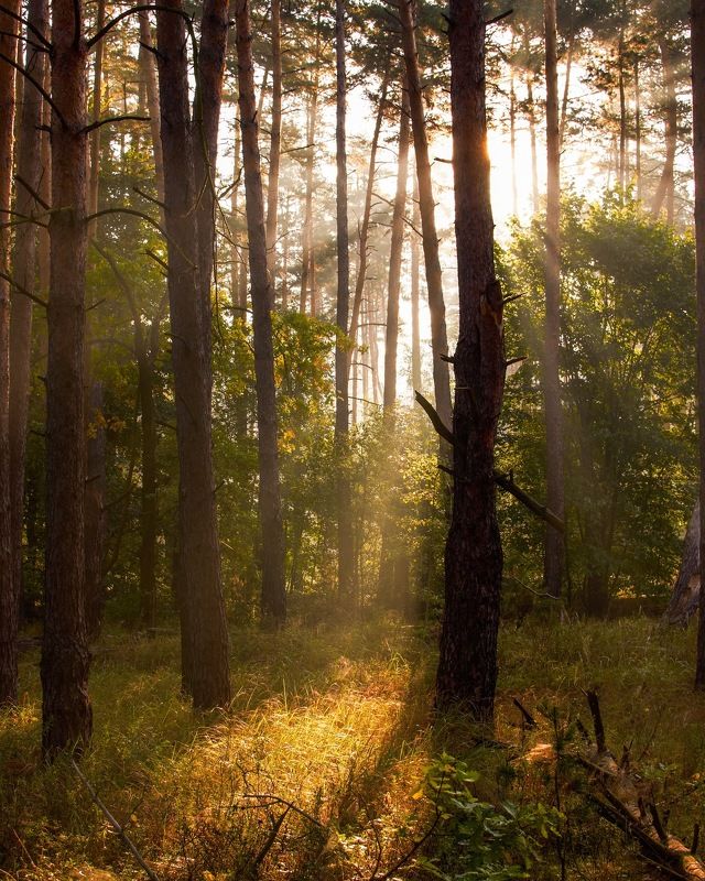 Утроphoto preview