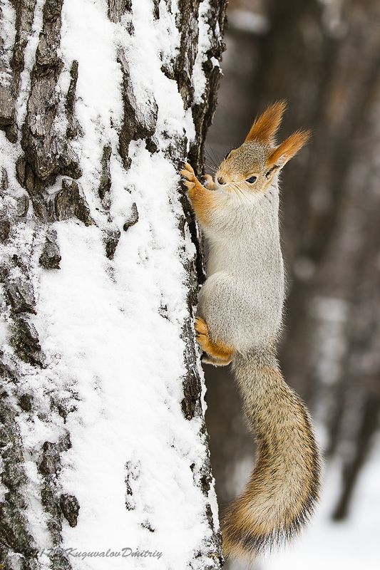 Белкаphoto preview