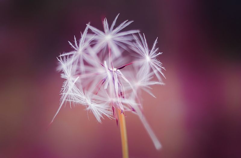 antrisolja, природа, макро, Практическая магияphoto preview