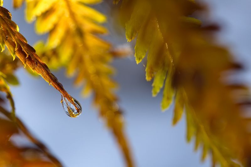 последние слёзы осениphoto preview